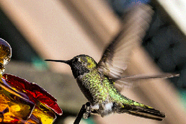 Hummingbird At Feeder